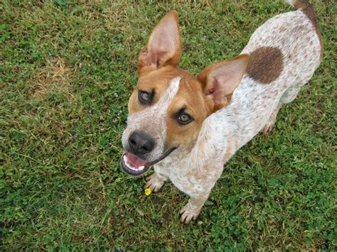 Chihuahua Heeler Mix Puppies Pets Lovers