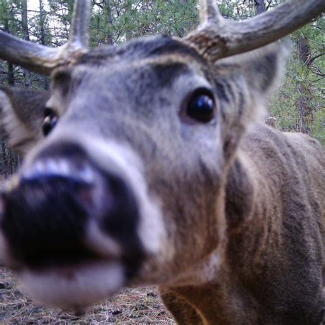 Random Wildlife Selfies Julie Lue