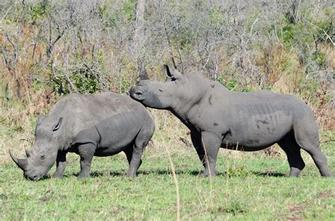 Rhinos Mating Sabi Sabi Private Game Reserve Blog