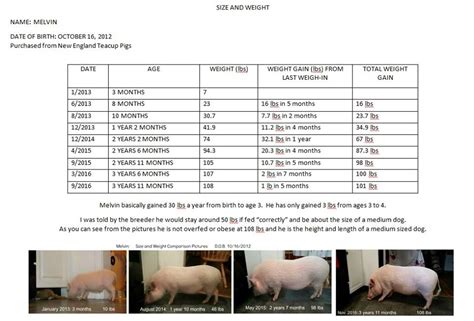 Realistic Growth And Sizes Of Mini Pigs Mini Pig Info