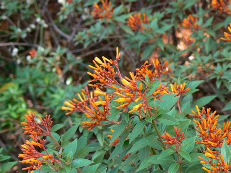 Mr D S Plant Of The Week Series The Firebush Dickerson Landscaping