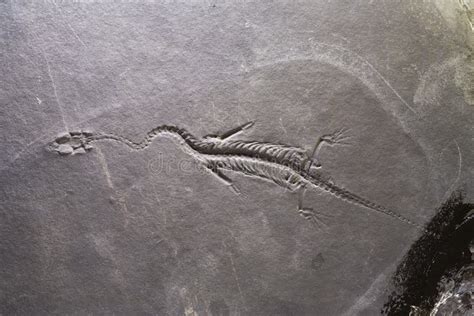 Dinosaur Fossils Stock Image Image Of Liuzhou Science 7788377