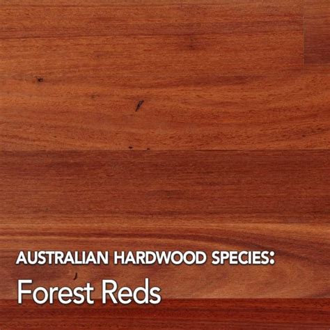 Australian Hardwood Species Used For Timber Floors Mr Timber Flooring