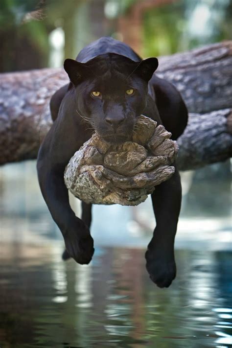 Black panthers are just black jaguars or leopards with melanistic traits. Leopards and Jaguars: How are they Different? | ANIMAL VOGUE