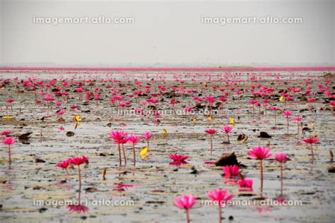 タイ ノンハン湖 タレーブアデーンの写真素材 149763379 イメージマート
