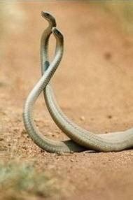 A black mamba has bitten danie, not thinking that their eldest son is also named danie, and she thought he meant the boy. Black Mamba, the slender and deadly african beauty - Snake ...