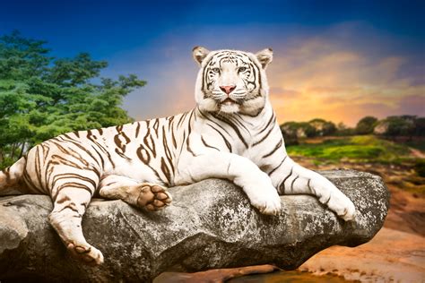 White Tiger 4k Ultra Hd Wallpaper Background Image 4600x3071 Id