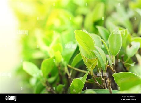 Nature Of Green Leaf In Garden At Summer Under Sunlight Natural Green