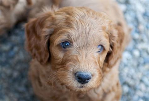 That's certainly one way to get a purebred dog or. Labradoodle Breed - Complete Overview