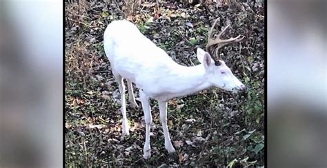 Hunter Spots 12 Point Albino Buck In Tennessee ‘like Seeing A Ghost