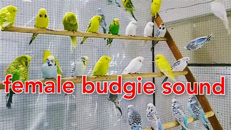 Female Budgie Sound Budgies Mating Sound Budgie Mating Calllove