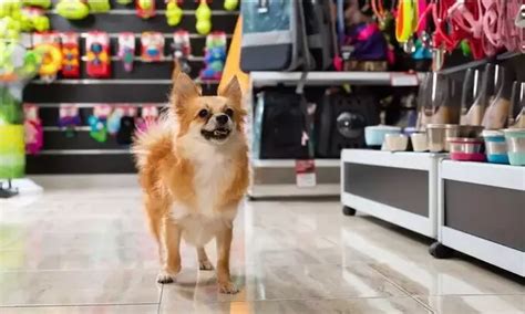 Melhores Pet Shops Em S O Lu S O Melhor Guia De Pet Shop Do Brasil