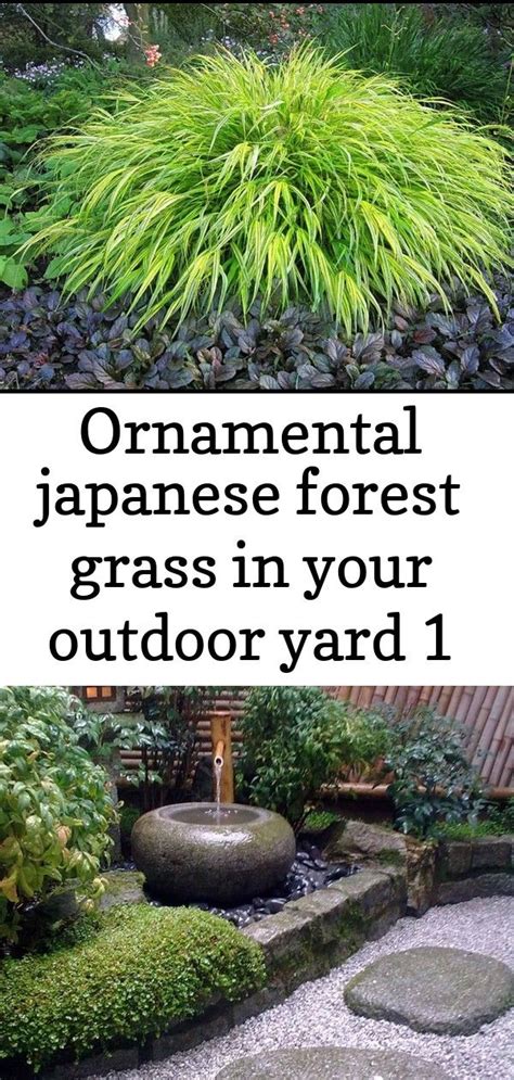 Ornamental Japanese Forest Grass In Your Outdoor Yard 1 Japanese Forest Small Japanese Garden