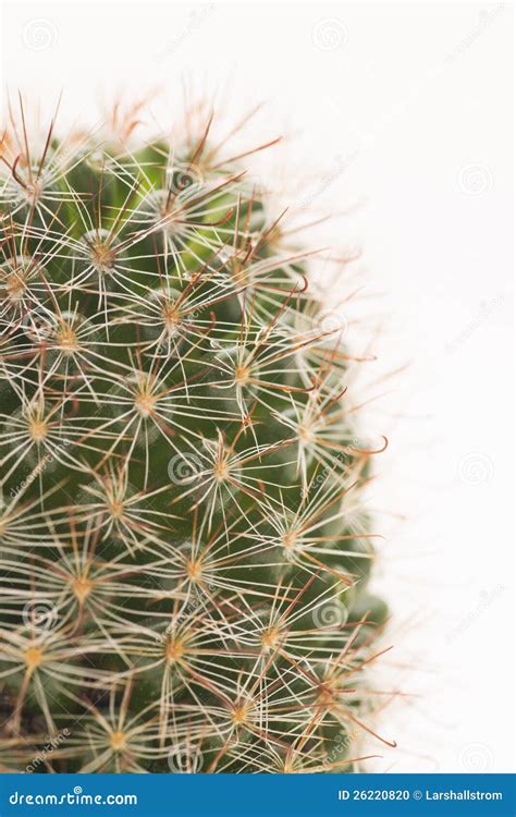 Macro Shot Of Cactus Stock Photo Image Of Isolated Plant 26220820