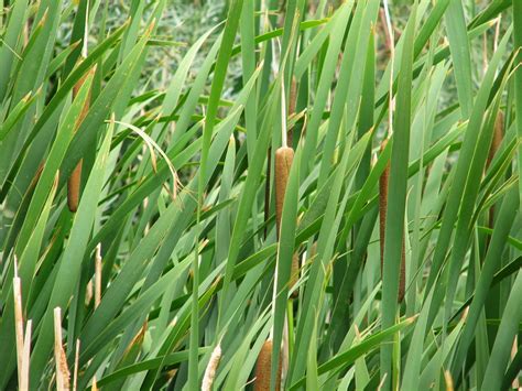 Benefits Of Reeds Health