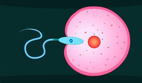 Cartoon Of The Cell Division Illustrations Royalty Free Vector