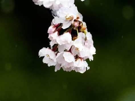 Japanese Sakura Cherry Blossoms In Snow 3 Stock Image Image Of