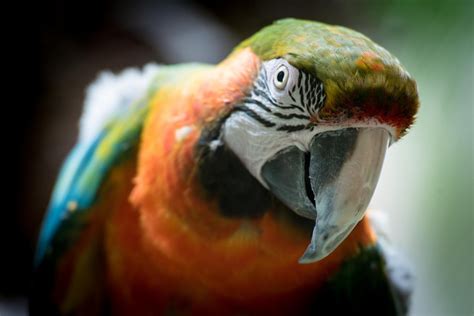 Free Images Bird Red Beak Color Feather Fauna Lorikeet Macaw