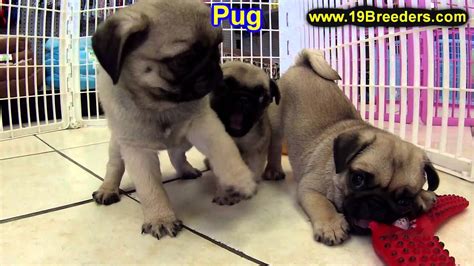 If you find that the puppy is a little shy and taking time to come to you, or rather looking at you with. Pug, Puppies, For, Sale, In, Detroit, Michigan, MI ...