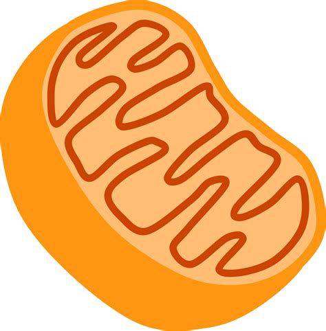 Clipart Mitochondria