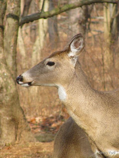 White Tail Deer Profile By Ginny York Redbubble