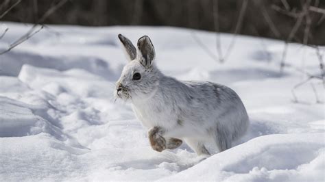 Arctic Animal Memory Arctic Animals Animals Snowshoe Hare