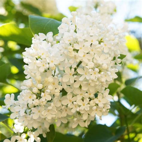 Ivory Silk Japanese Lilacs For Sale Magnolia Tree Landscaping Japanese