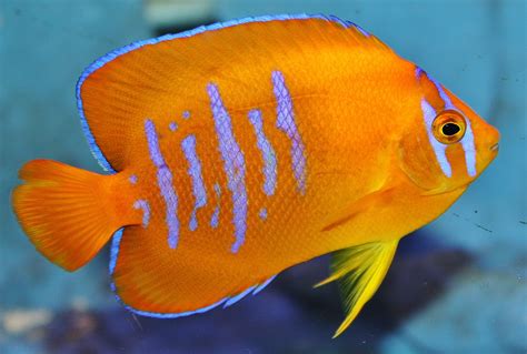 Absolutely Fish Photo Gallery Angelfish