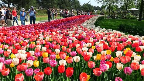 Tulips In Spring Keukenhof Garden Netherlands Youtube