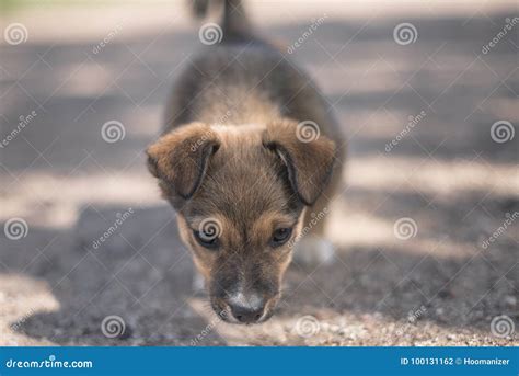 Small Cute Puppy Looking In The Camera Stock Photo Image Of Outdoor