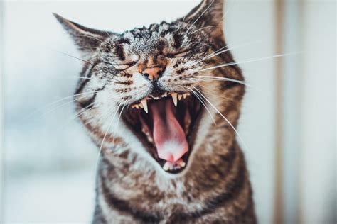 In cats, just as in most other animals, sneezing and nasal discharge are symptoms of literally dozens of different conditions. Dental disease prevention | Thornleigh Veterinary Hospital