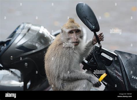 Monkey On Motorbike Stock Photo Alamy