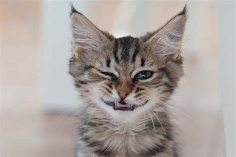 What To Know About Kitten Behaviors Catster