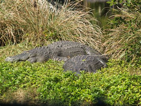 ADW: Alligator mississippiensis: PICTURES