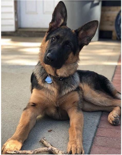 Use the search tool below and browse adoptable. Watchman German shepherd puppy breeder A.K.C. puppies - HOME