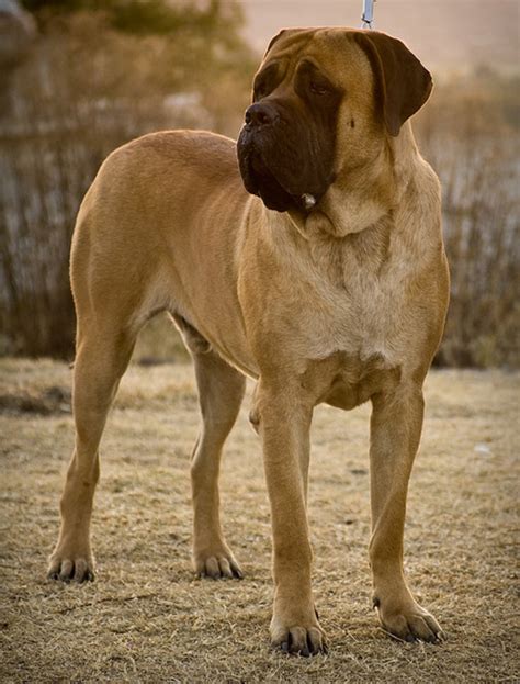 Docile Guard Dogs The 7 Best Breeds Pethelpful