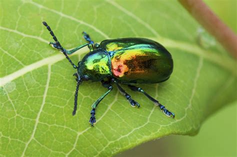 Dogbane Leaf Beetle Chrysochus Auratus One Nice Bug Per Day