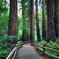 Muir Woods National Monument (Mill Valley, Kalifornien) - omdömen ...