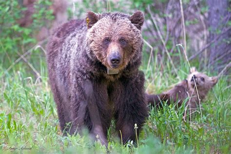 Third Female Grizzly Bear Killed In Banff And Yoho This Summer