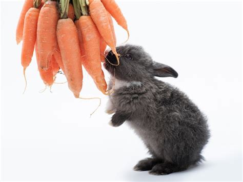 Premium Photo Cute Little Rabbit Eating Carrot