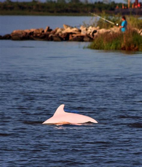 Photos Pinky The Pink Bottlenose Dolphin Nbc4 Wcmh Tv