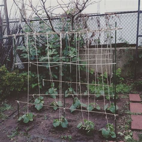 Cucumber Trellis Diy String Garden Plant