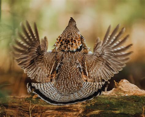 Ruffed Grouse Spcies Profile 2 Project Upland
