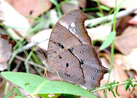 Evening Brown Butterfly Melanitis Leda