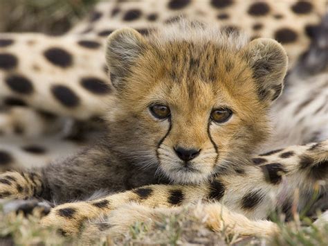 Cheetah Cub Animal Cubs Wallpaper 29106102 Fanpop
