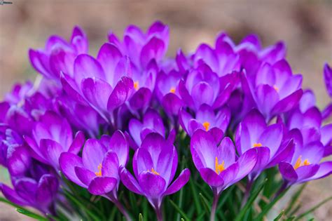 Beautiful Bouquet Of Flowers Saffron Wallpapers And Images