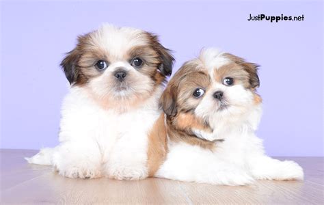 Puppyfinder.com is your source for finding an ideal puppy for sale near orlando, florida, usa area. Puppies for Sale - Orlando FL - Current Inventory