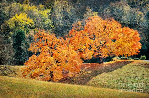 Tennessee Orange Autumn Trees Photograph By Cheryl Davis Fine Art America
