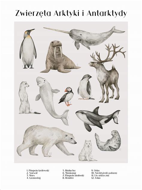 Plakat Zwierz Ta Arktyki I Antarktydy X Cm Cena Opinie