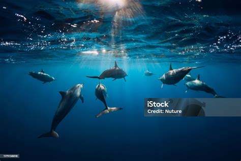 Spinner Dolphins Underwater In Blue Ocean Stock Photo Download Image
